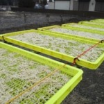 樹(こ)もれび 切り干し大根 ライフステーション 樹(こ)もれび──製品紹介「切り干し大根」